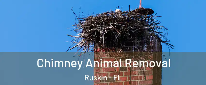  Chimney Animal Removal Ruskin - FL
